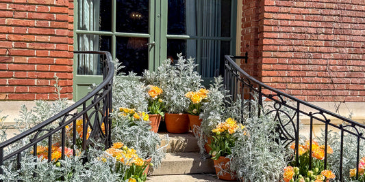 yellow and orange tulips in terracotta pots on cement stairs, at the end of the stairs parisian green doors, red brick building